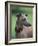 Fawn Whippet Wearing a Collar, Lookig Away-Adriano Bacchella-Framed Photographic Print