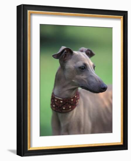 Fawn Whippet Wearing a Collar, Lookig Away-Adriano Bacchella-Framed Photographic Print