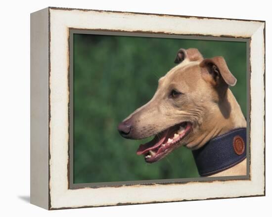 Fawn Whippet Wearing a Collar-Adriano Bacchella-Framed Premier Image Canvas