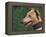 Fawn Whippet Wearing a Collar-Adriano Bacchella-Framed Premier Image Canvas