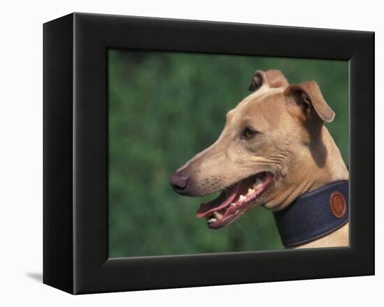 Fawn Whippet Wearing a Collar-Adriano Bacchella-Framed Premier Image Canvas