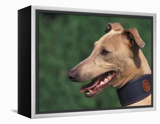 Fawn Whippet Wearing a Collar-Adriano Bacchella-Framed Premier Image Canvas