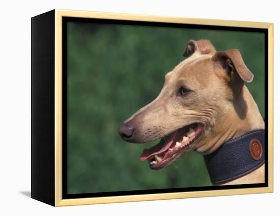 Fawn Whippet Wearing a Collar-Adriano Bacchella-Framed Premier Image Canvas