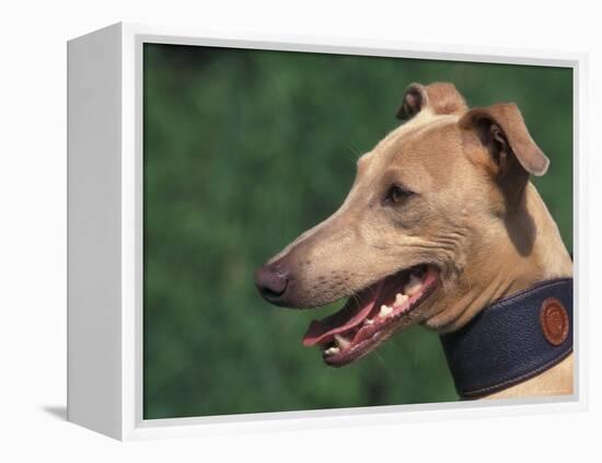 Fawn Whippet Wearing a Collar-Adriano Bacchella-Framed Premier Image Canvas