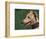 Fawn Whippet Wearing a Collar-Adriano Bacchella-Framed Premium Photographic Print