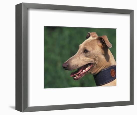 Fawn Whippet Wearing a Collar-Adriano Bacchella-Framed Premium Photographic Print