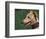 Fawn Whippet Wearing a Collar-Adriano Bacchella-Framed Premium Photographic Print