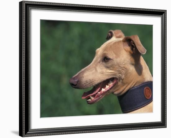 Fawn Whippet Wearing a Collar-Adriano Bacchella-Framed Photographic Print