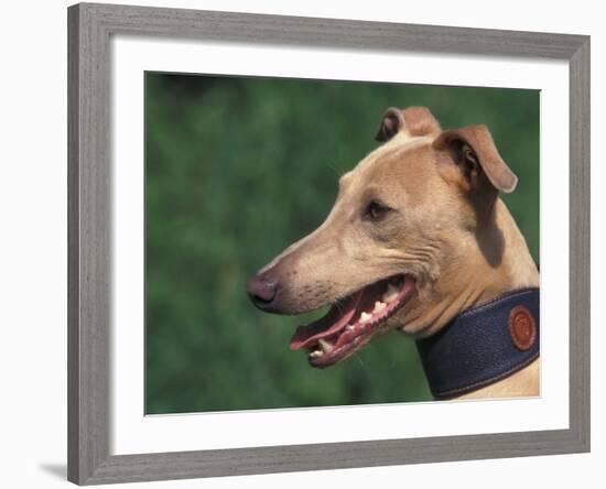 Fawn Whippet Wearing a Collar-Adriano Bacchella-Framed Photographic Print