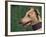 Fawn Whippet Wearing a Collar-Adriano Bacchella-Framed Photographic Print