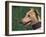 Fawn Whippet Wearing a Collar-Adriano Bacchella-Framed Photographic Print