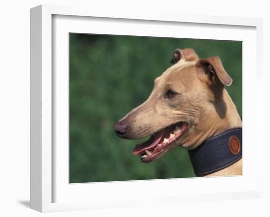 Fawn Whippet Wearing a Collar-Adriano Bacchella-Framed Photographic Print