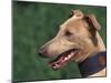 Fawn Whippet Wearing a Collar-Adriano Bacchella-Mounted Photographic Print