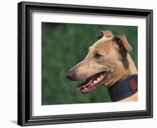 Fawn Whippet Wearing a Collar-Adriano Bacchella-Framed Photographic Print