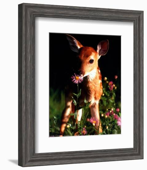 Fawn-null-Framed Art Print