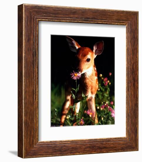 Fawn-null-Framed Art Print