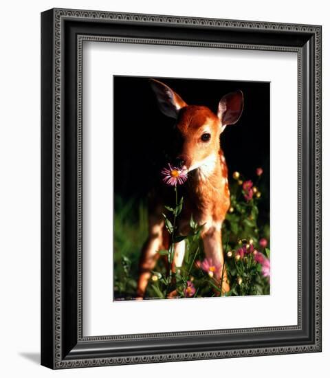 Fawn--Framed Art Print