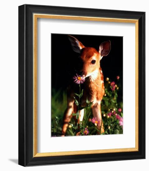 Fawn-null-Framed Art Print