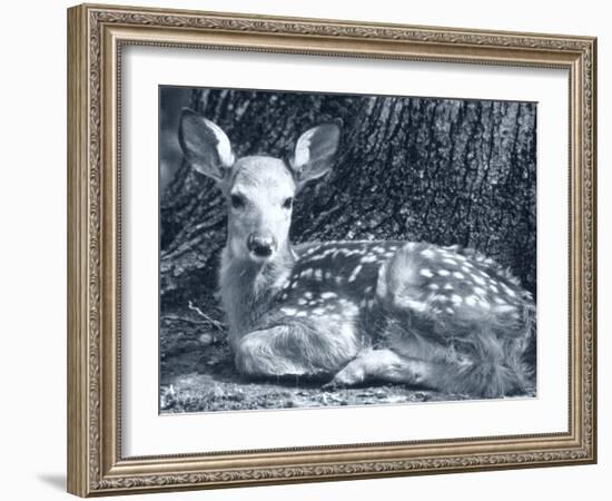 Fawn-Gordon Semmens-Framed Photographic Print