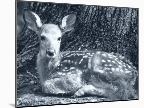 Fawn-Gordon Semmens-Mounted Photographic Print