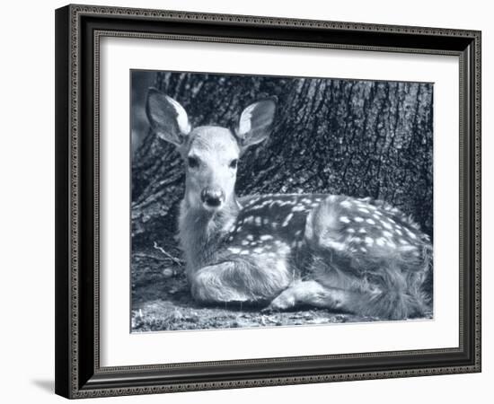 Fawn-Gordon Semmens-Framed Photographic Print