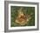 Fawn-William Vanderdasson-Framed Giclee Print