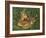 Fawn-William Vanderdasson-Framed Giclee Print