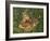 Fawn-William Vanderdasson-Framed Giclee Print