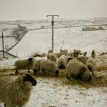 Sheep Feeding On Straw in Snowy Landscape. Ponden Moor, 1987-Fay Godwin-Giclee Print