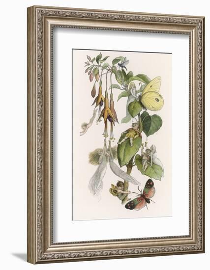 Feasting and Fun Among the Fuchsias, Fairies and Elves are Visited by Butterflies-Richard Doyle-Framed Photographic Print