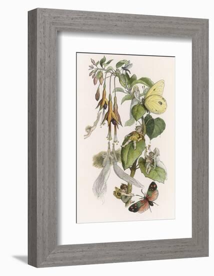 Feasting and Fun Among the Fuchsias, Fairies and Elves are Visited by Butterflies-Richard Doyle-Framed Photographic Print