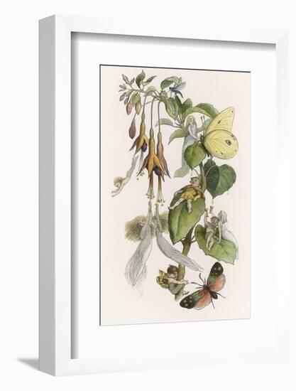 Feasting and Fun Among the Fuchsias, Fairies and Elves are Visited by Butterflies-Richard Doyle-Framed Photographic Print