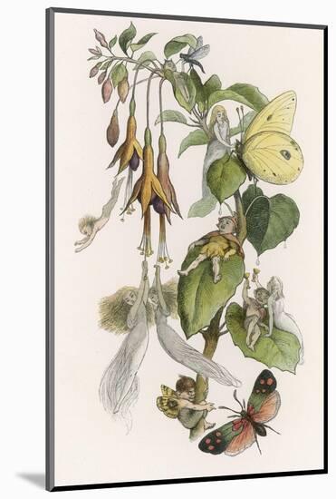 Feasting and Fun Among the Fuchsias, Fairies and Elves are Visited by Butterflies-Richard Doyle-Mounted Photographic Print
