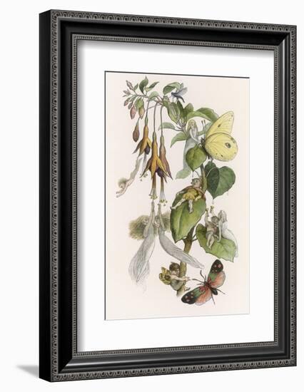 Feasting and Fun Among the Fuchsias, Fairies and Elves are Visited by Butterflies-Richard Doyle-Framed Photographic Print