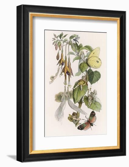 Feasting and Fun Among the Fuchsias, Fairies and Elves are Visited by Butterflies-Richard Doyle-Framed Photographic Print