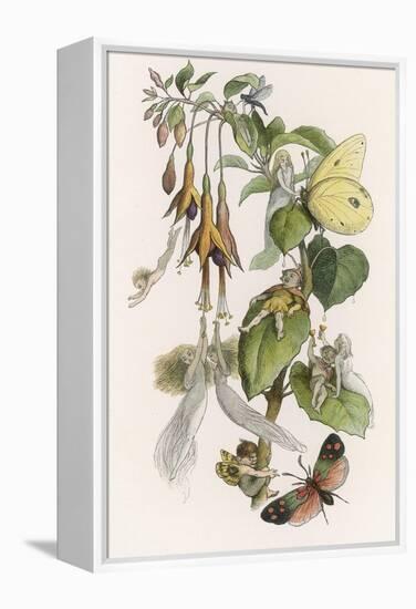 Feasting and Fun Among the Fuchsias, Fairies and Elves are Visited by Butterflies-Richard Doyle-Framed Premier Image Canvas