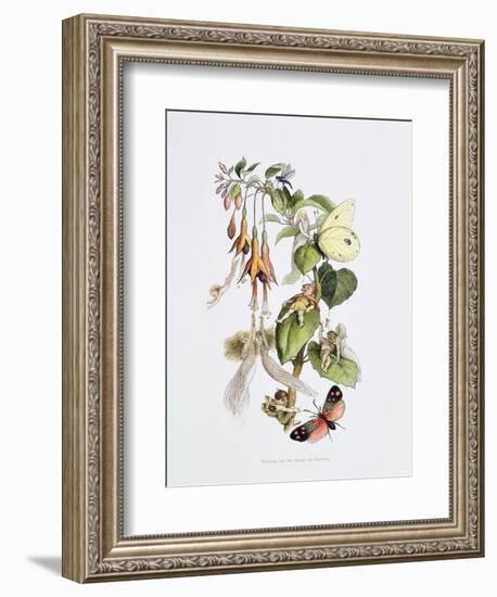 Feasting and Fun Among the Fuschias-Richard Doyle-Framed Giclee Print