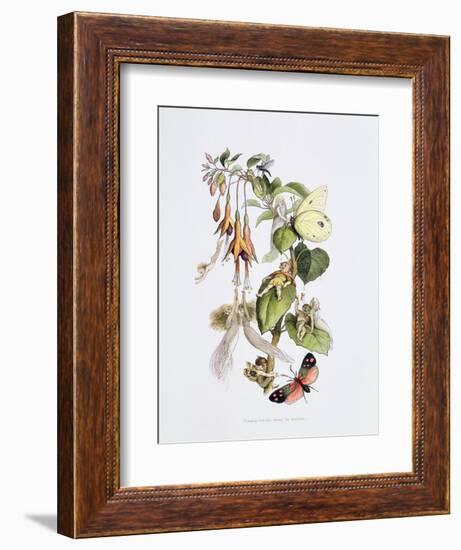 Feasting and Fun Among the Fuschias-Richard Doyle-Framed Giclee Print