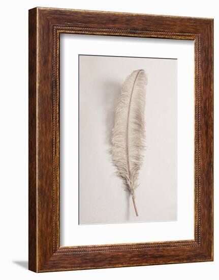 Feather_002-1x Studio III-Framed Photographic Print