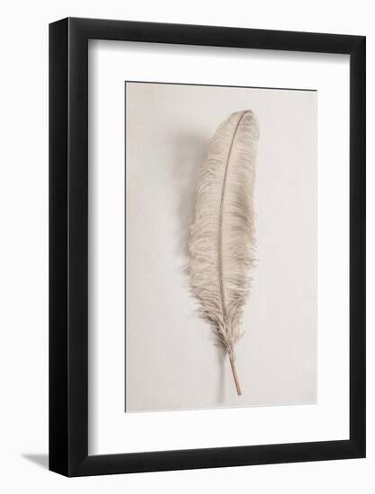 Feather_002-1x Studio III-Framed Photographic Print