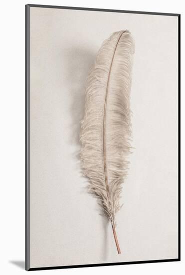 Feather_002-1x Studio III-Mounted Photographic Print