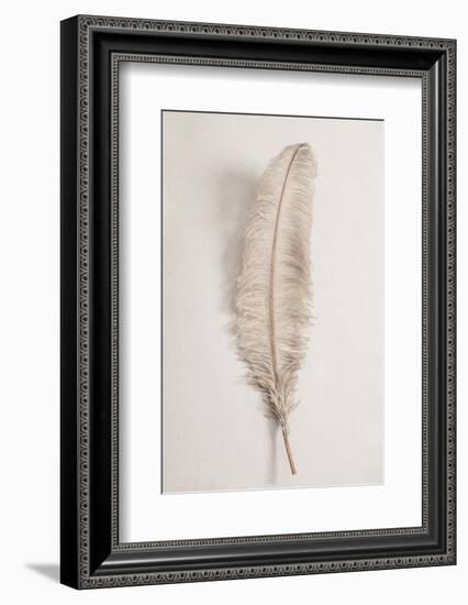 Feather_002-1x Studio III-Framed Photographic Print