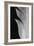 Feather_005-Pictufy Studio III-Framed Giclee Print