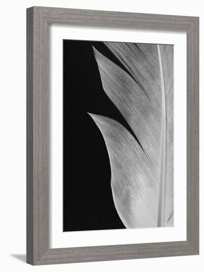 Feather_005-Pictufy Studio III-Framed Giclee Print