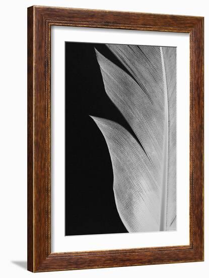 Feather_005-Pictufy Studio III-Framed Giclee Print