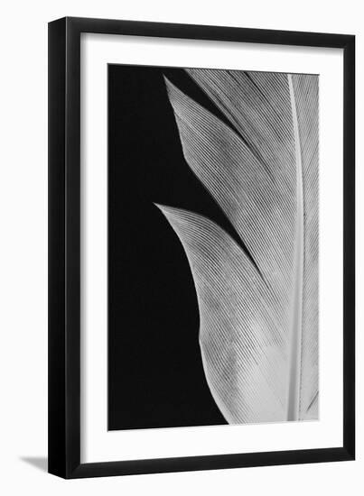 Feather_005-Pictufy Studio III-Framed Giclee Print
