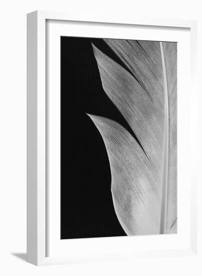 Feather_005-Pictufy Studio III-Framed Giclee Print