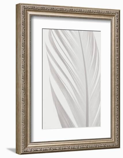 Feather_006-1x Studio III-Framed Photographic Print