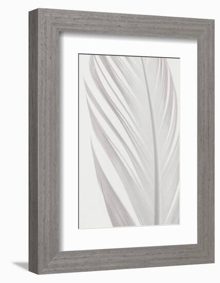 Feather_006-1x Studio III-Framed Photographic Print