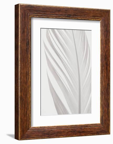 Feather_006-1x Studio III-Framed Photographic Print